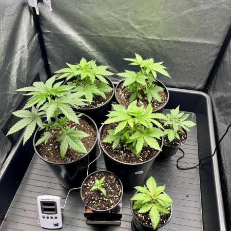 Latasse Garden  Grow Indoor / Outdoor97