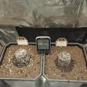 Night owl banana OG testers