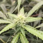 Lil Monster 1st AUTO LST GROW