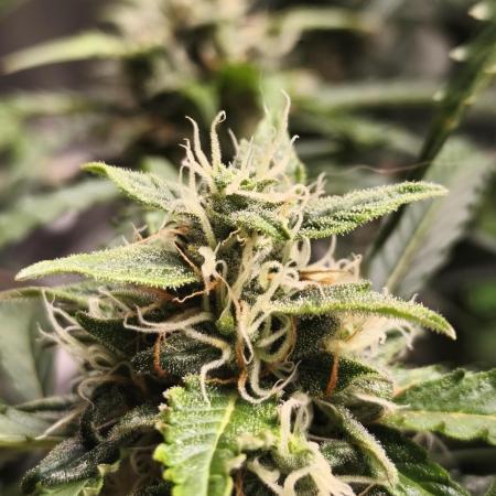 Lil Monster 1st AUTO LST GROW