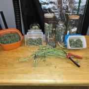 Lil Monster 1st AUTO LST GROW