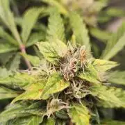 Lil Monster 1st AUTO LST GROW