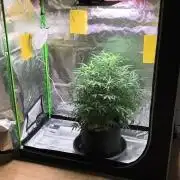 NOOB  1st AUTO LST GROW