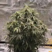 Lil Monster 1st AUTO LST GROW
