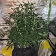 NOOB  1st AUTO LST GROW