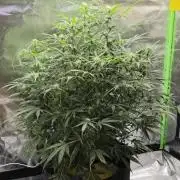 NOOB  1st AUTO LST GROW