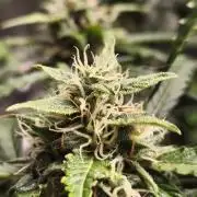 Lil Monster 1st AUTO LST GROW