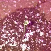 Strawberry Banana Auto