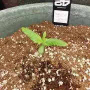 Strawberry Banana Auto