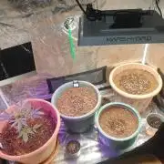 Strawberry Banana Auto