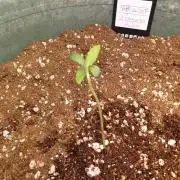 Strawberry Banana Auto