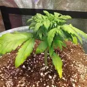 Strawberry Banana Auto
