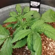 Strawberry Banana Auto