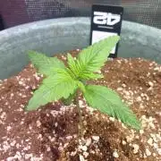 Strawberry Banana Auto