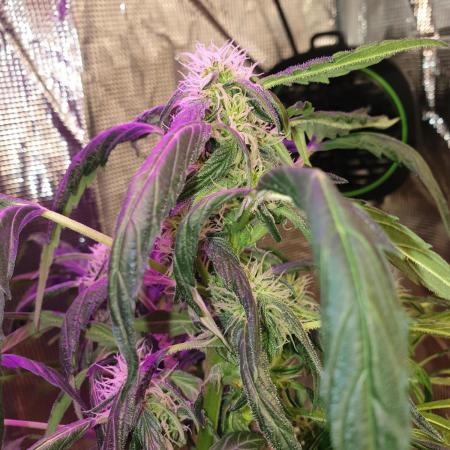 MilkyWay F1 RQS