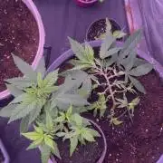 Orange buds