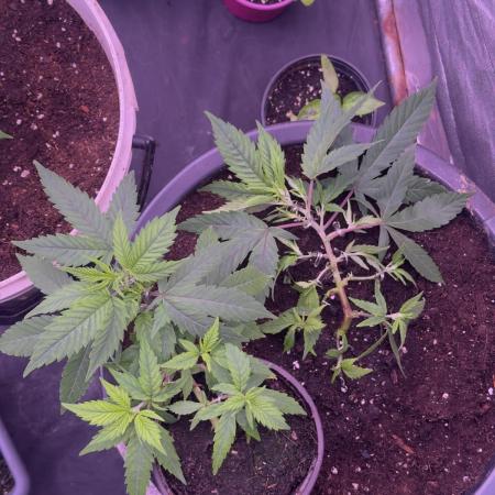 Orange buds