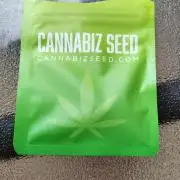 Bear Dance Autoflower outdoors. (Newbie)