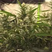 Twisted Genetics