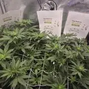 Granddaddy Purple #2