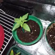 Cannabiz Seeds