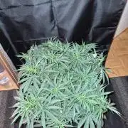 Twisted Genetics