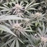 Granddaddy Purple #2