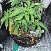 Cannabiz Seeds