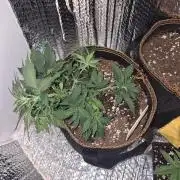 Twisted Genetics