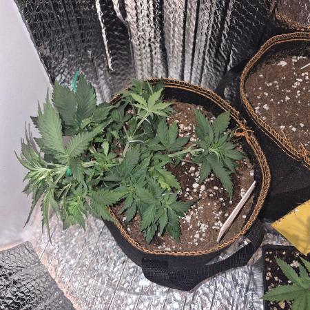 Twisted Genetics