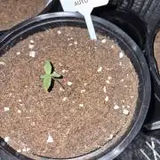 Cannabiz Seed THE EXPERIMENT