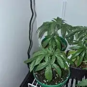 Cannabiz Seeds