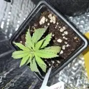 Twisted Genetics