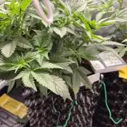 Cannabiz Seeds bruce banner #2