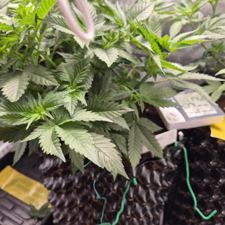 Cannabiz Seeds bruce banner #2