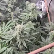 Cannabiz Seeds bruce banner #2