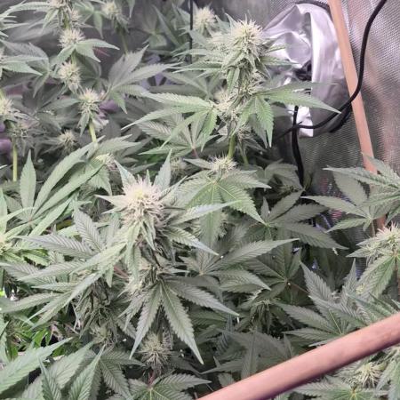 Cannabiz Seeds bruce banner #2