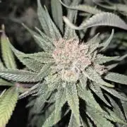 Cannabiz seeds Blue Dream photo period