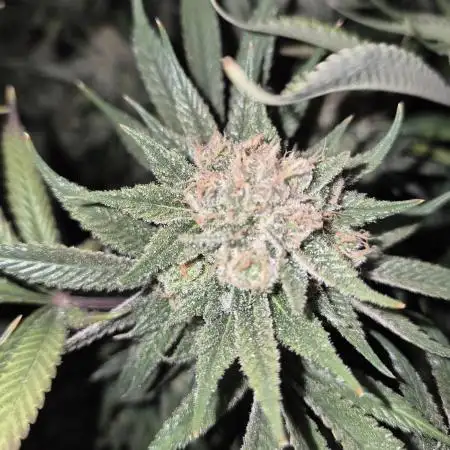 Cannabiz seeds Blue Dream photo period