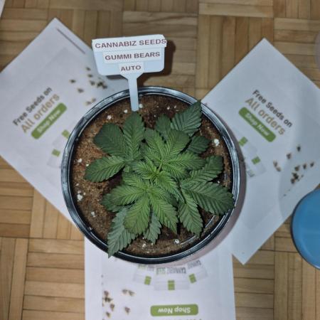 Cannabiz Seeds THE EXPERIMENT