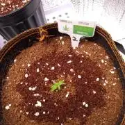 Cannabiz Seeds Gorilla Glue Auto