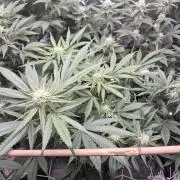 Granddaddy Purple #2