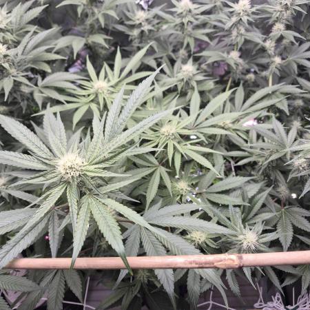 Granddaddy Purple #2