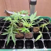 Purple kush x original glue F1 Clones