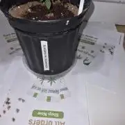 Cannabiz Seeds THE EXPERIMENT