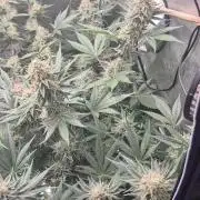 Cannabiz Seeds bruce banner #1