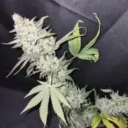 Cannabiz Seeds bruce banner #1