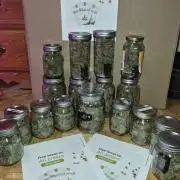 Cannabiz seeds Blue Dream photo period