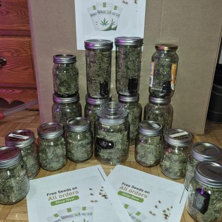 Cannabiz seeds Blue Dream photo period