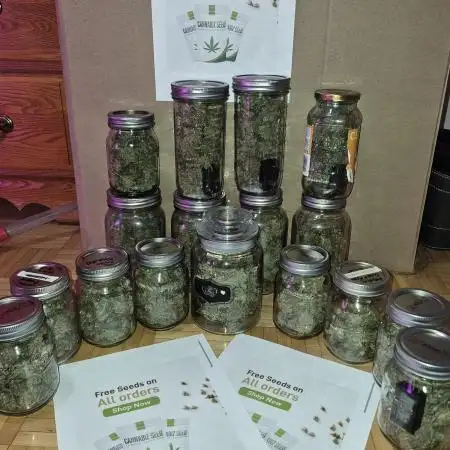 Cannabiz seeds Blue Dream photo period